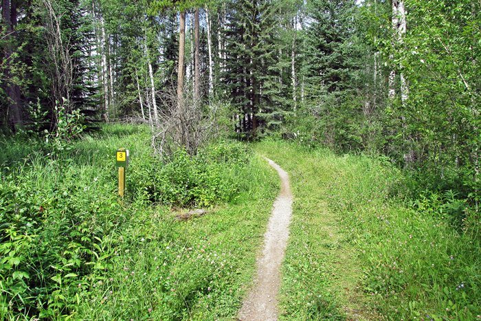 Amerada Trail, Crimson Lake Provincial Park, Rocky Mountain House, Alberta, Canada