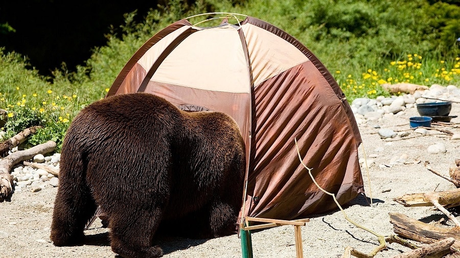 Bears and camping