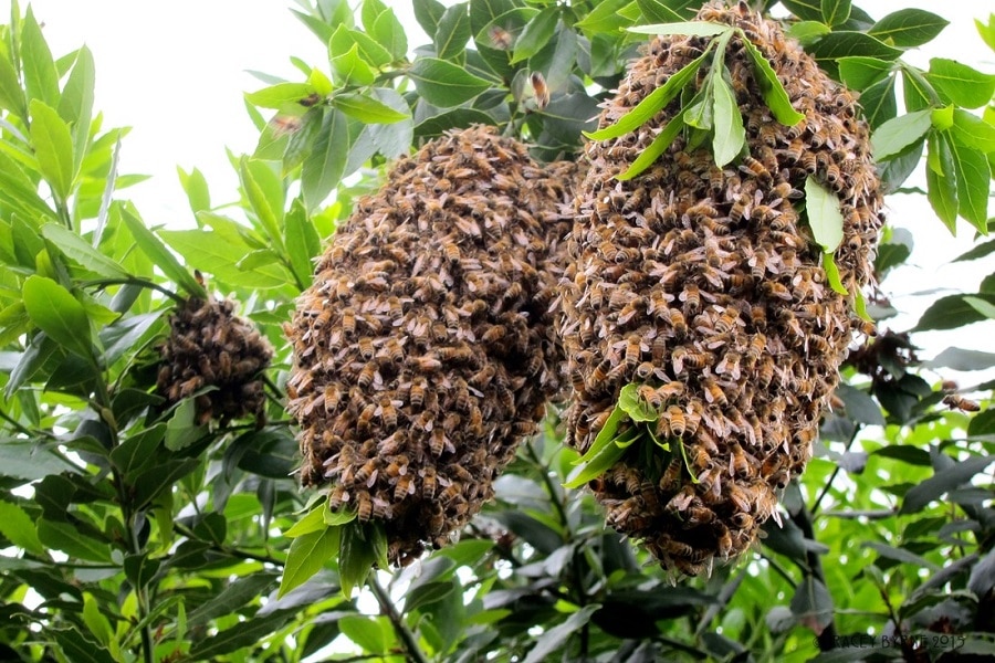Bees and wasps on the tree