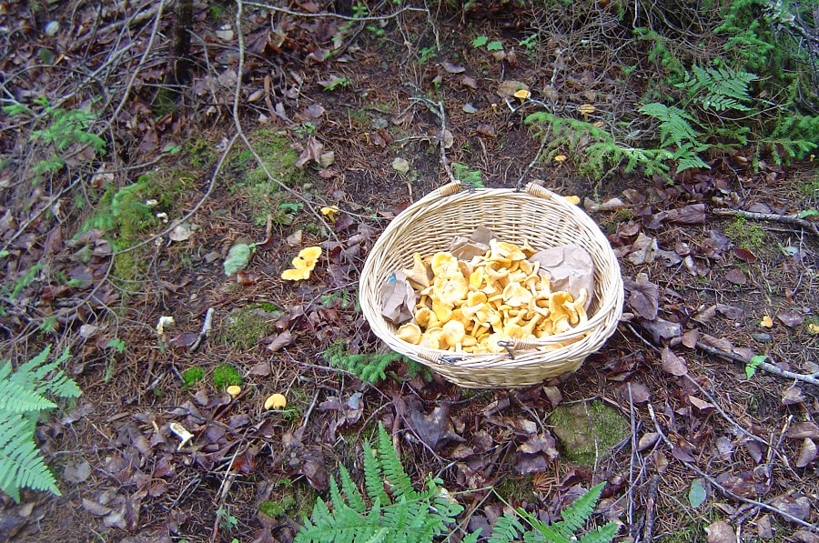 Gathering food in wild, mushrooms showing