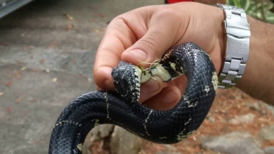 Identify non-venomous snakes