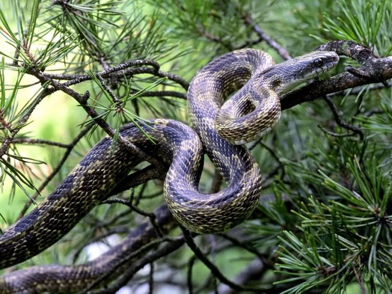 How to Make A Snake Trap: Tips on How to Trap Snakes In The Wild