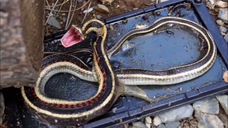 Using Glue Trap To Capture A Snake