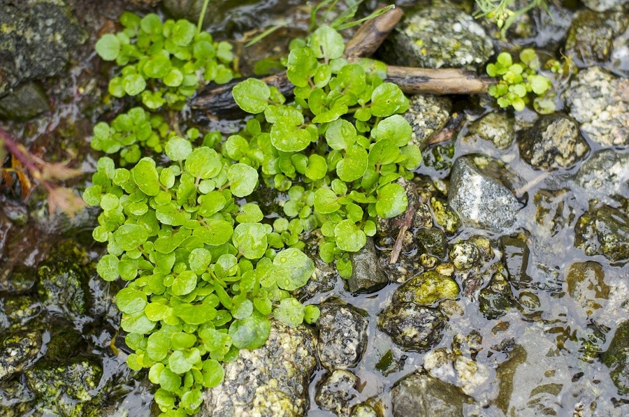 Watercress in the wild