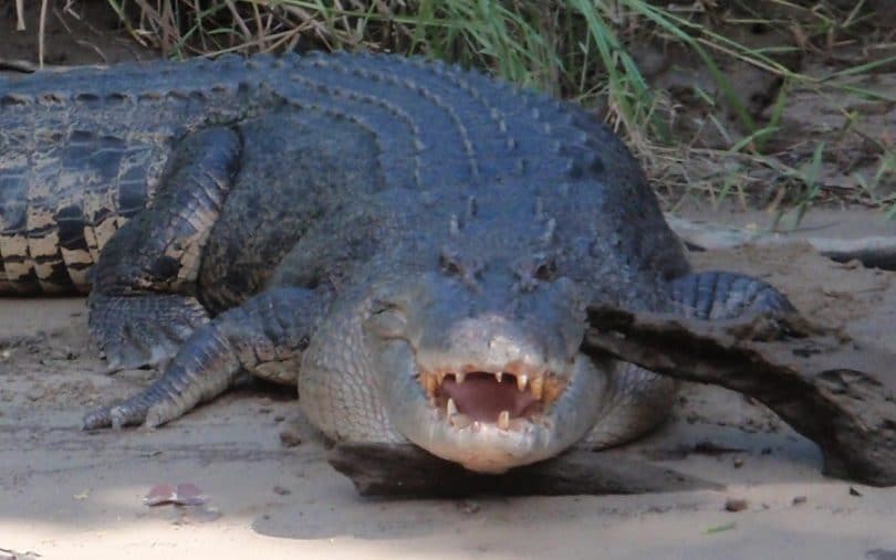 Avoid crocodile attacks