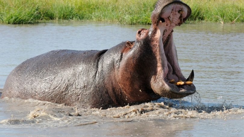 Avoid hippo attacks