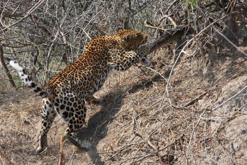 Avoid leopard attacks