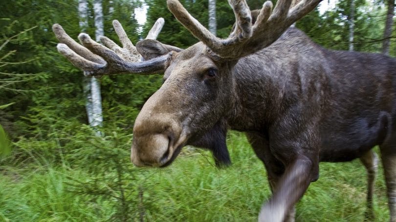 Avoid moose attacks