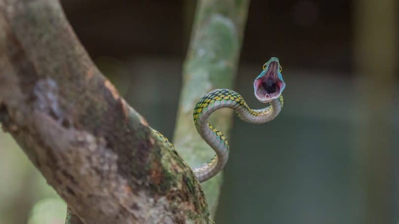 Avoid snake attacks