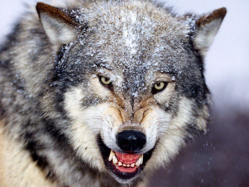 Avoid wolf attacks