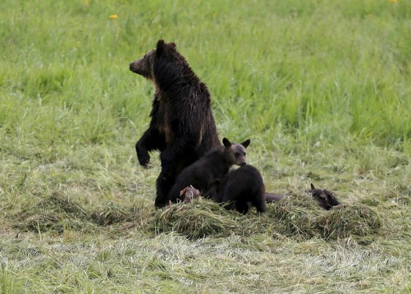 Bear defensive attacks