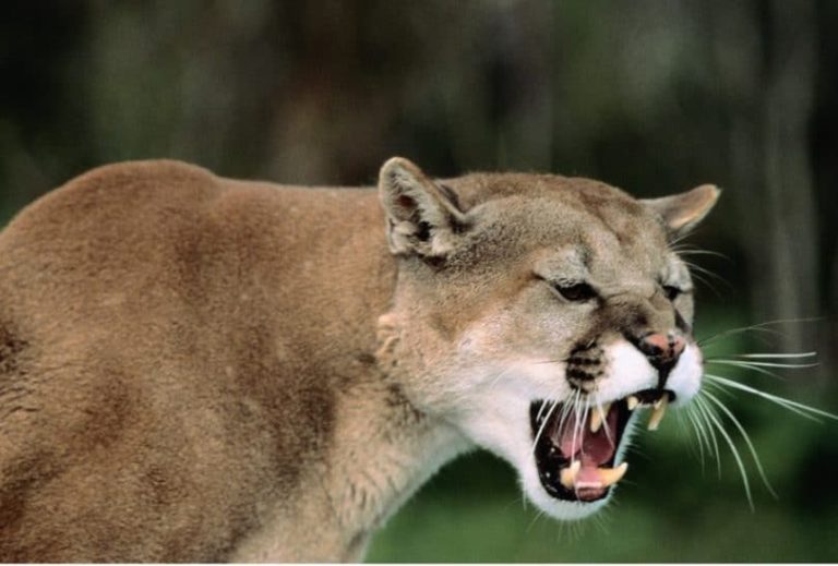 Planning to Spend Some Time in Nature: Learn How to Avoid Wild Animal Attacks