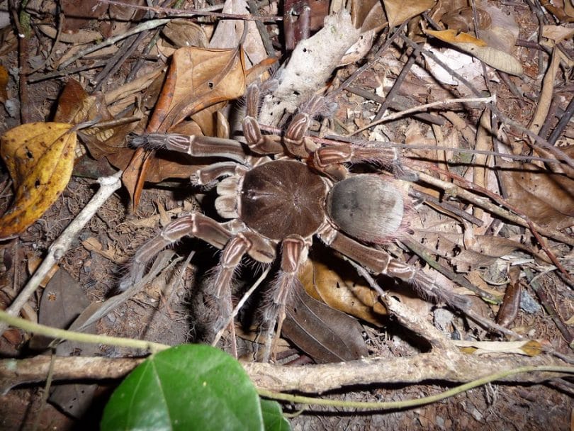 Most Venomous Spiders That Inhabit Our World Today