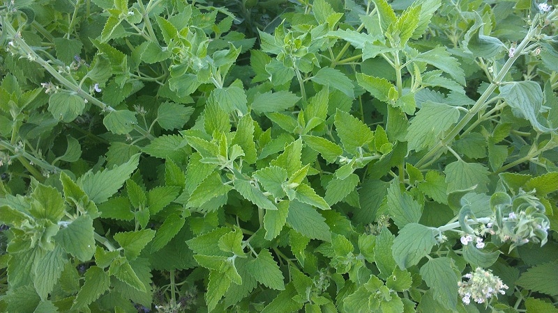Catnip plant for Mosquitoes