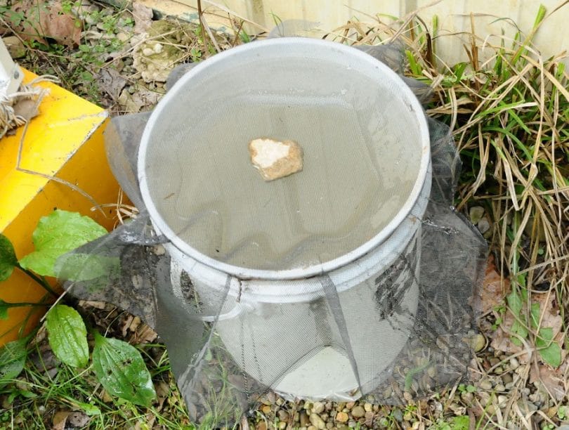 Mosquito trap in action