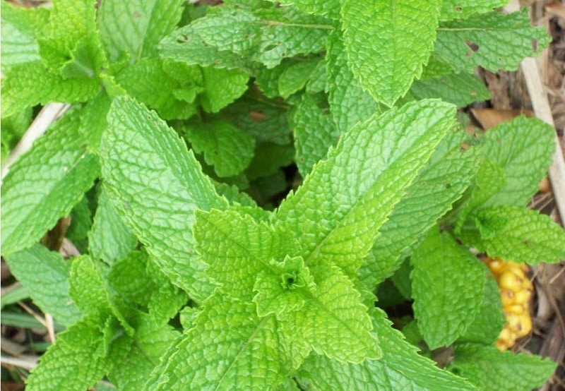 Peppermint plant for Mosquitoes