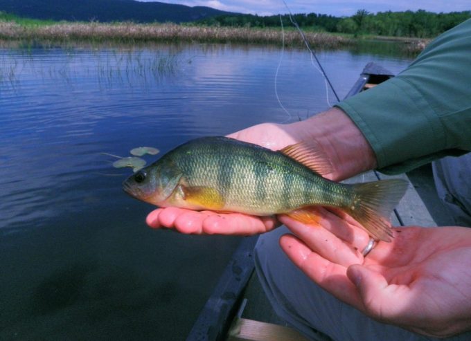 perch fishing featured