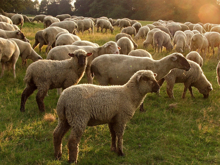Merino sheep on grassland