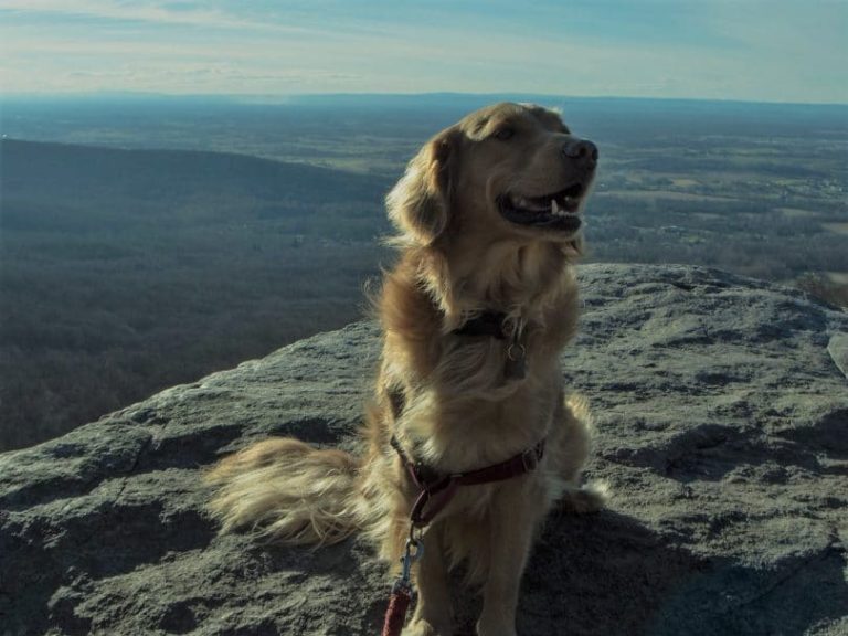 Backpacking with Dogs: A Walk on the Wild Side
