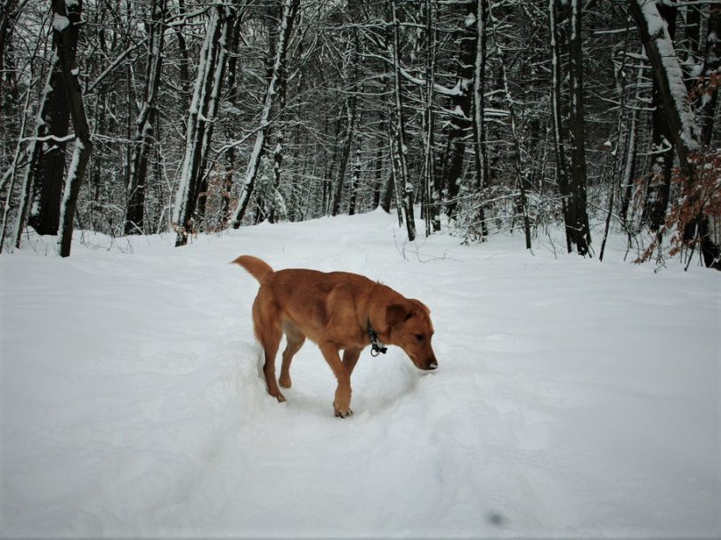 Brown dog on snow trail