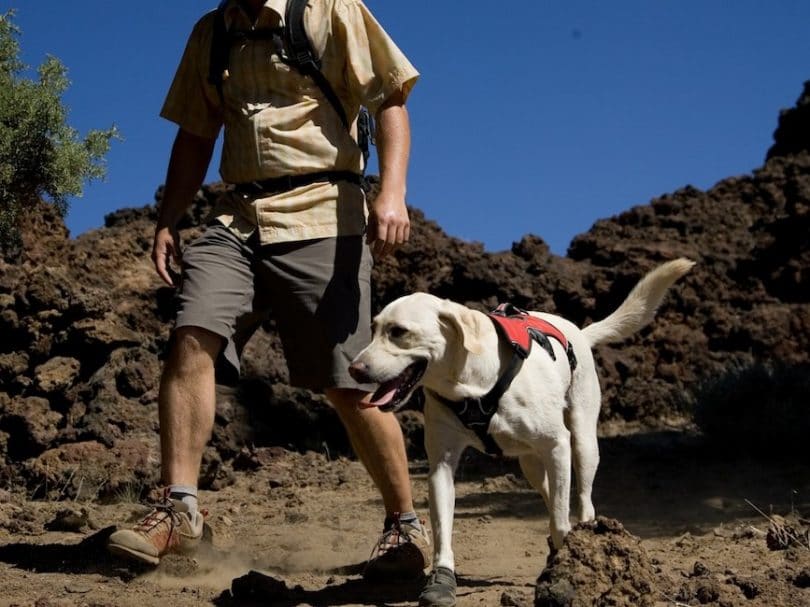 White dog with red vest hiking
