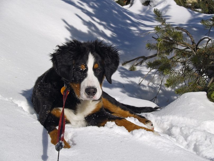 Bernese mountain dog lying in the snow