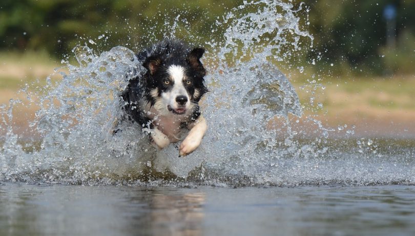 Border collie running in water