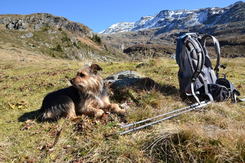Dog hiking in the mountains