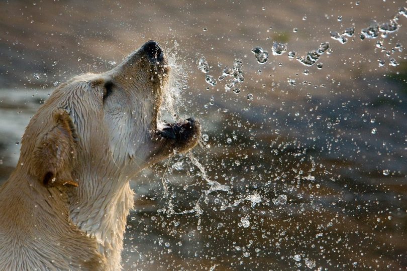 Dog shaking the water off