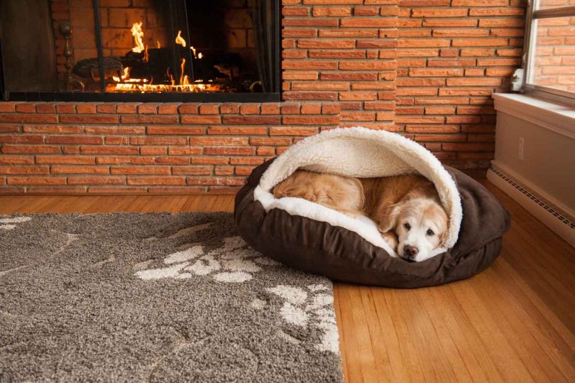 Enclosed bed for dog 