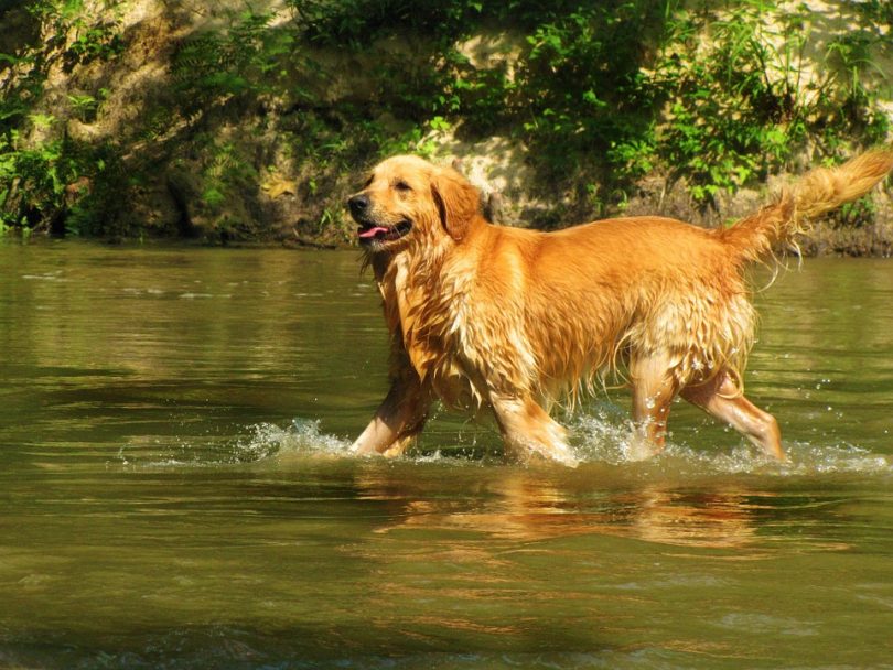 Golden retriever playing in water