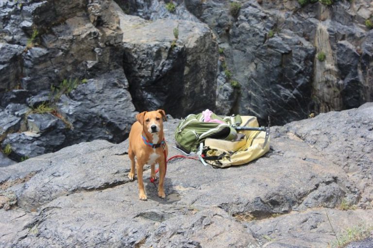 Backpacking Dog Bed: Leave no One Behind