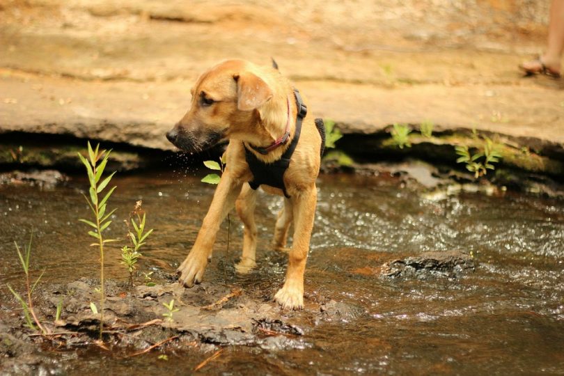 Rhodesian Ridgeback dog in water
