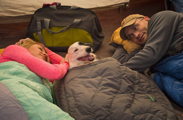 Dog sleeps in the tent