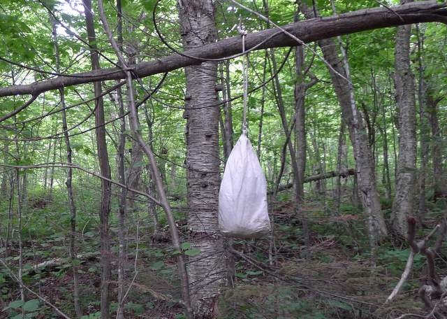 Ursack bag hanging from a tree