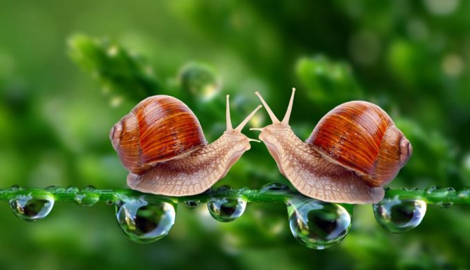 Helix aspersa snails
