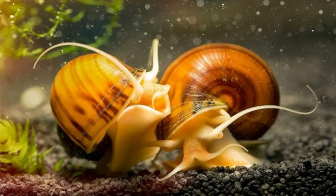 breeding snails in aquarium