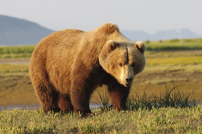 muscule mass brown bear