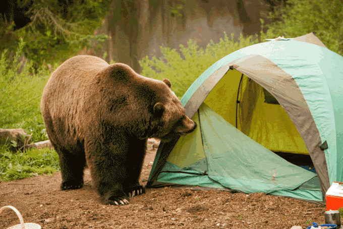 Bear near tents and campers