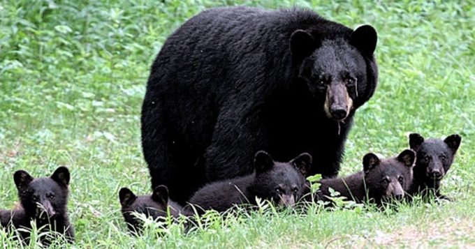 Mother and her cubs