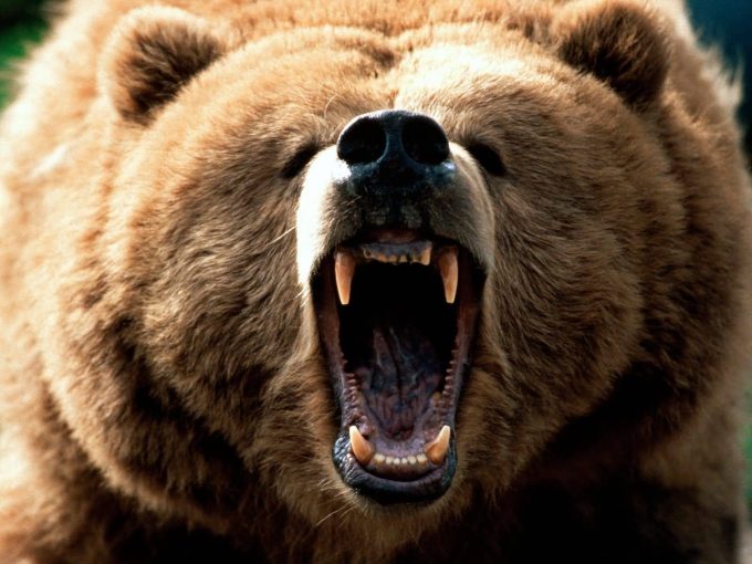 agressive growling bear