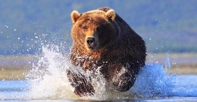 bear running in the water