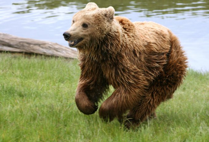 bear running in the woods