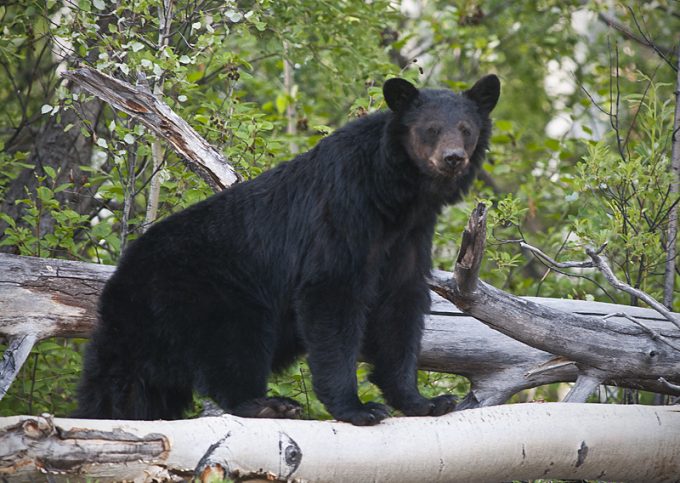 black bear on fallen tree