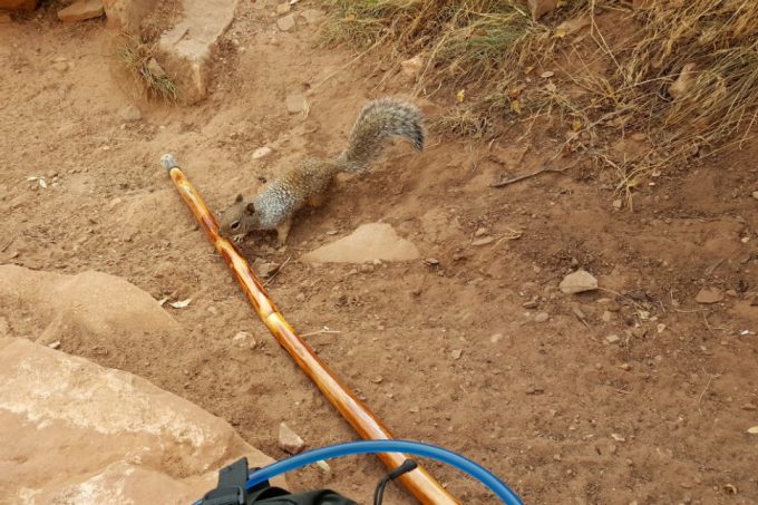 hiking stick and a squirrel