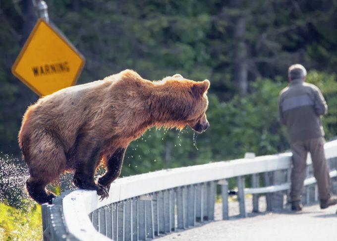 brown grizzly jumping on road