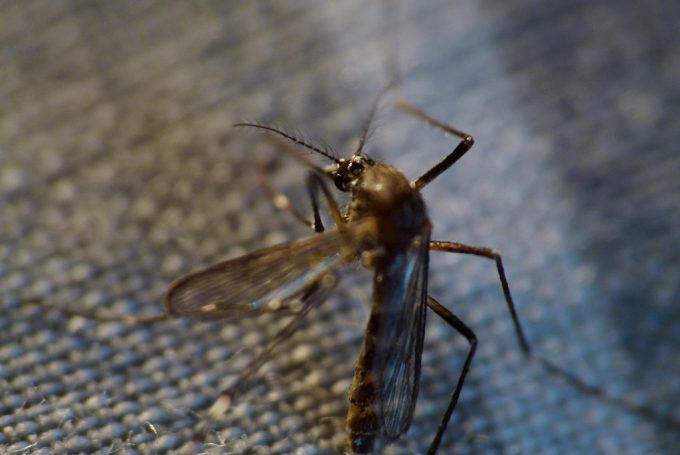 How Far do Mosquitoes Travel: Know Thy Enemy