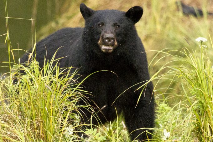 predatory black bear