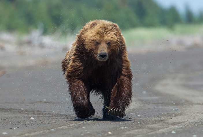 How Fast Do Bears Run: Don’t Let Master Bruin Whisper to You