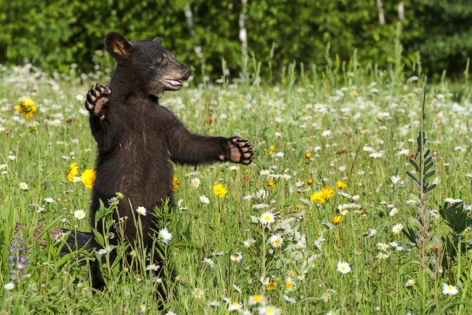 standing bear in a wildflowers field